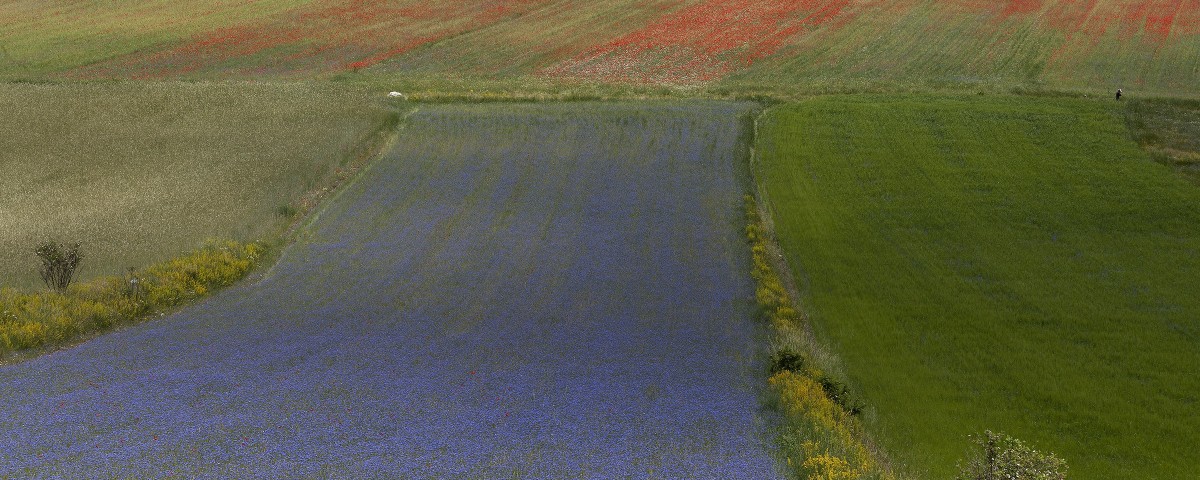Agricoltura biologica